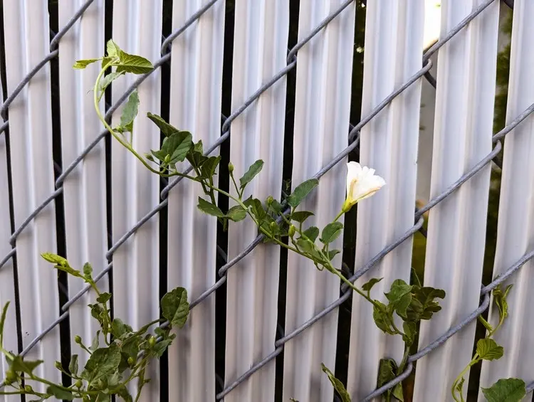 Sichschutzstreifen in Weiß als Hintergrund für dezente Kletterpflanzen
