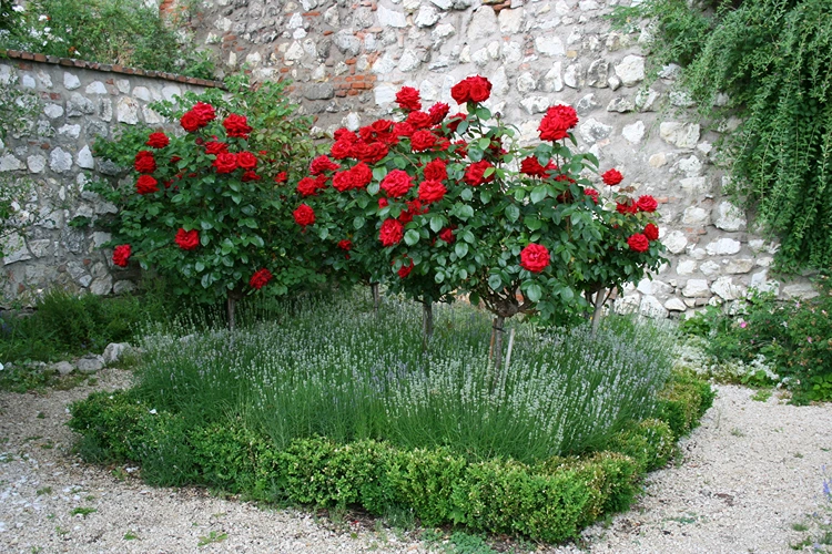 stammrosen und lavendel im formalen rundbeet mit buchsbaumrahmen