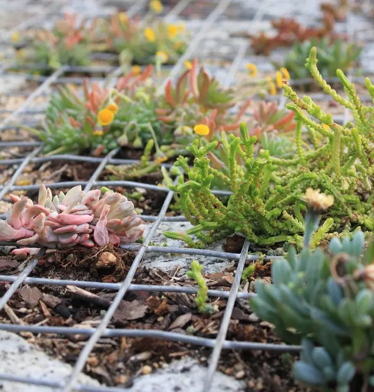 Sukkulenten und manche Kräuter können zwischen Steinen wachsen