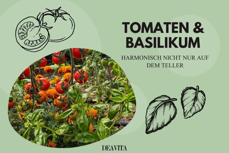 tomaten und basilikum harmonisch auf dem teller und im beet