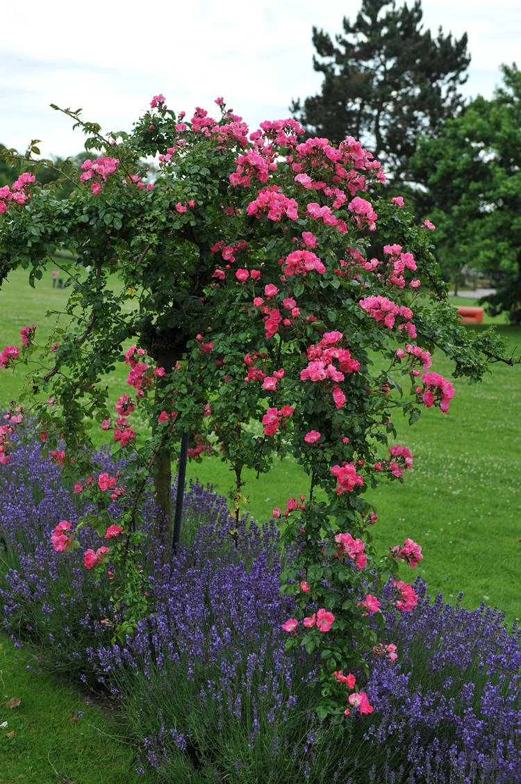 überhängende ramblerrosen mit lavendelrahmen auf offener rasenfläche
