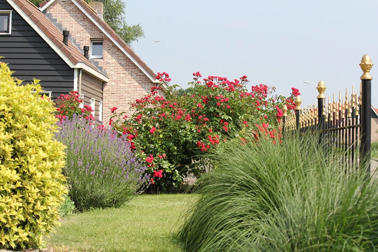 üppige strauchrosen und lavendel entlang des gartenzauns