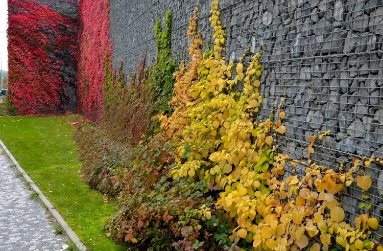 Verschiedene Kletterpflanzen an der Wand kombinieren für schöne Farbeffekte im Herbst