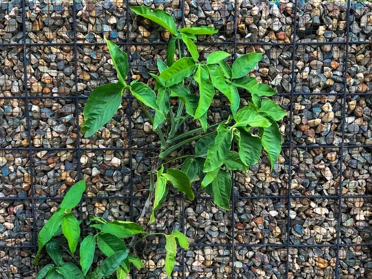 Waldrebe, Passionsblume, Kapuzinerkresse, Hopfen und weitere geeignete Pflanzenarten