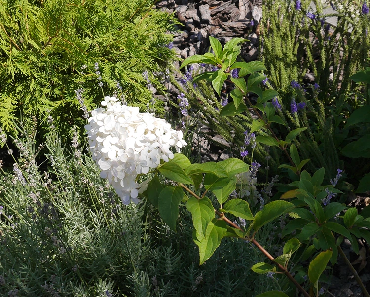 weiße hortensie daneben lavendel