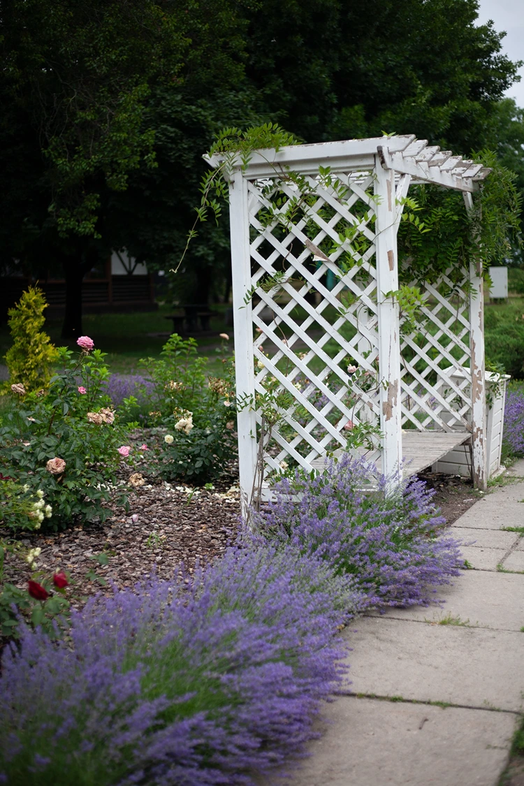 weißer gartenbogen mit lavendel und rosenbeet als romantische kulisse