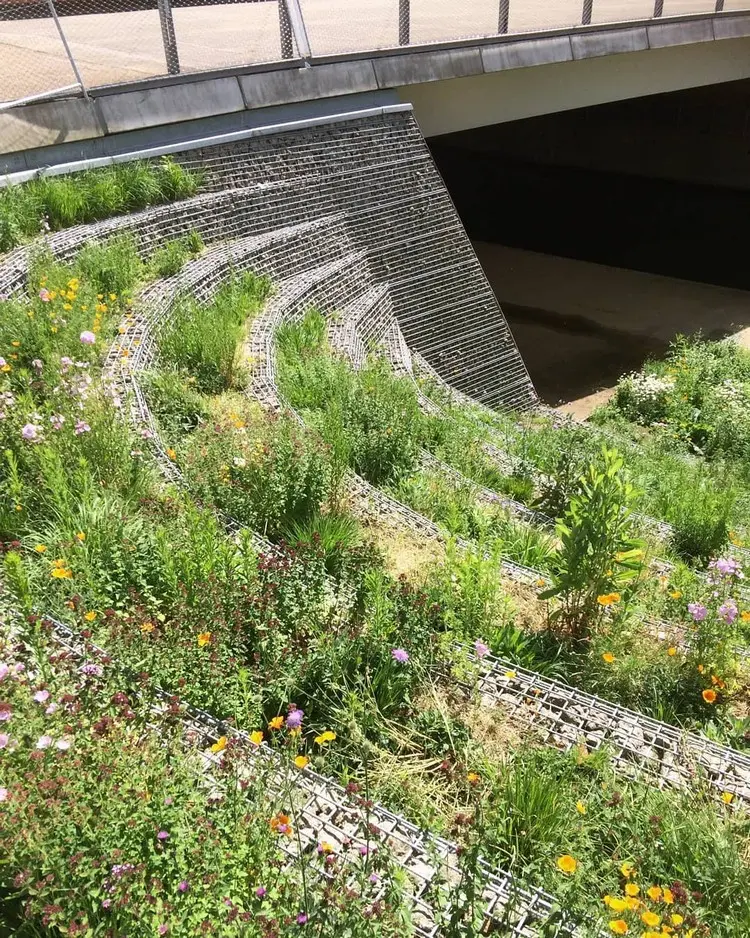 Wiesenblumen kommen mit karken und trockenen Böden aus