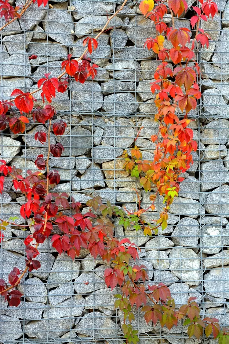 Wilder Wein in leuchtenden Herbstfarben vor grauen Steinen