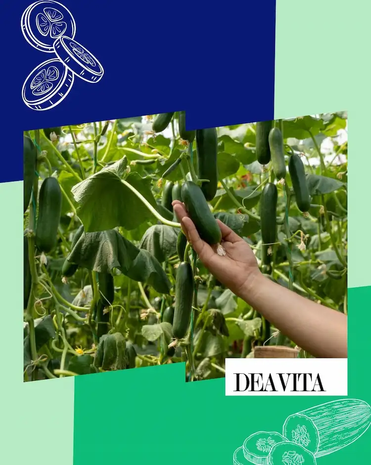 Winterhärtezone berücksichtigen und Gurken einpflanzen