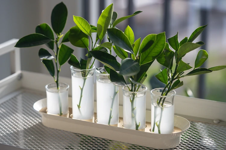 Wurzelhormon selber machen aus Hausmitteln für Pflanzen