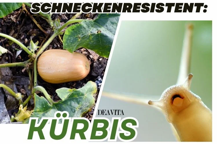 acht Schneckenresistente Arten für den eigenen Garten