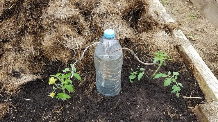 Aus großen Plastikflaschen kann man das Wasser mit Seilen zur Tomatenpflanze führen