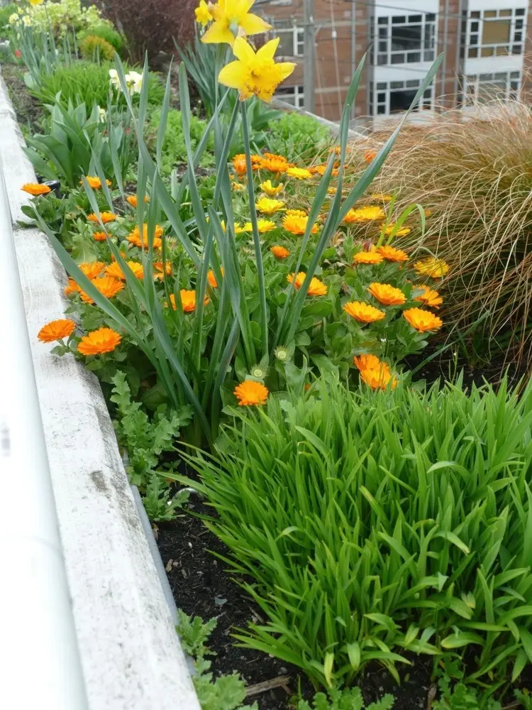 Balkon und Terrasse mit der pflegeleichten Calendula schmücken