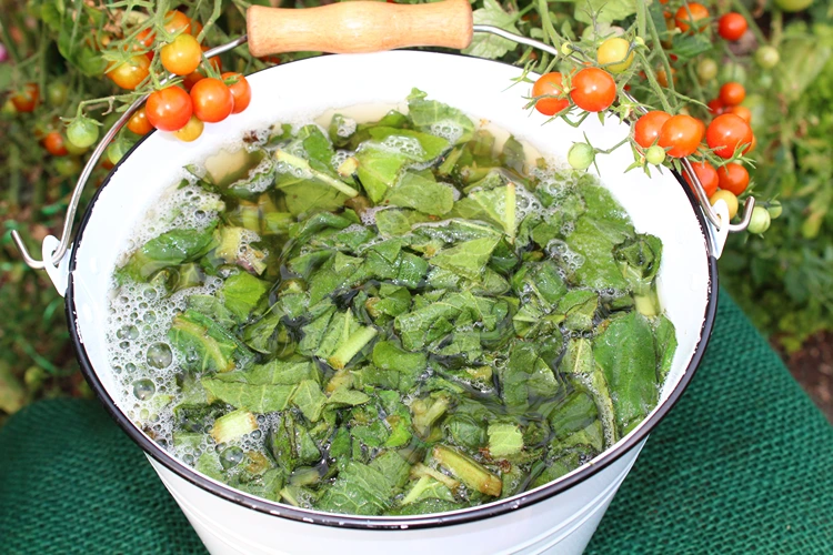 beinwelljauche selbst herstellen für reiche tomatenernte