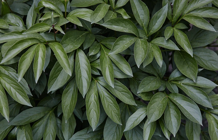 blätter von pfingstrosen im garten