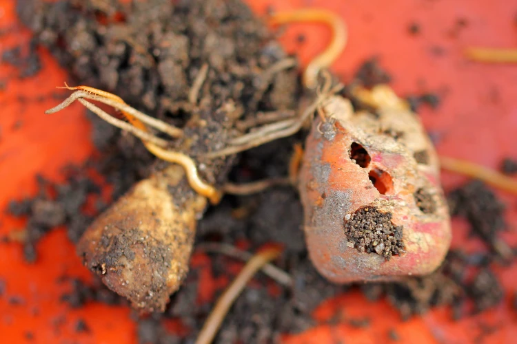 blumenzwiebeln durch maulwurfsgrille beschädigt