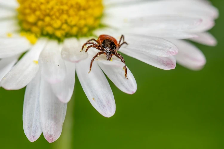 Dalmatinische Insektenblume gegen Zecken im Garten einsetzen