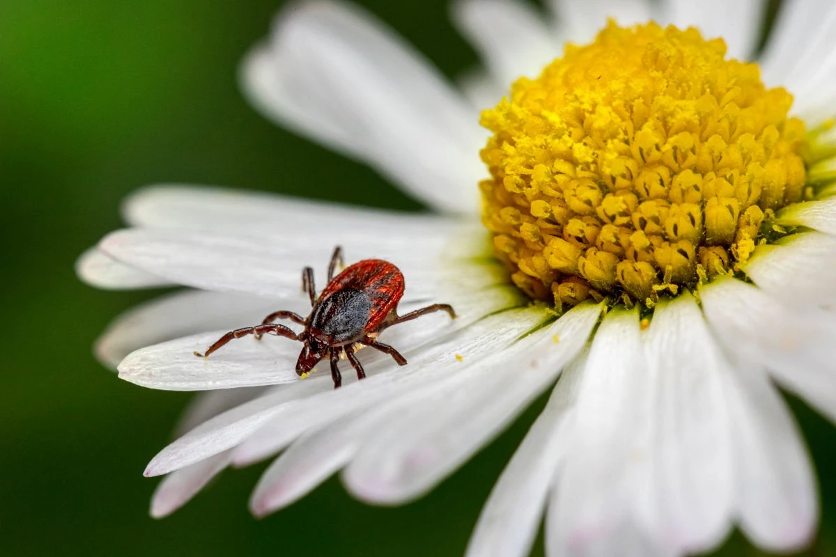 Dalmatinische Insektenblume kann Zecken im Garten vertreiben und ist für Menschen und Tiere unbedenklich