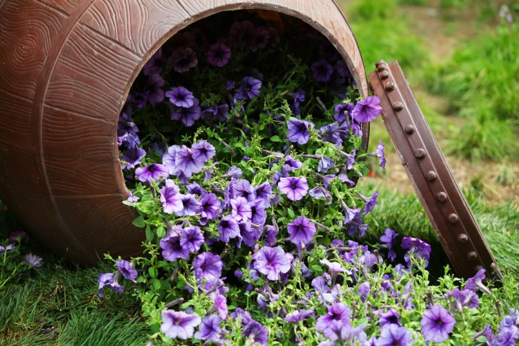 deko im beet umgekipptes fass mit lila petunien