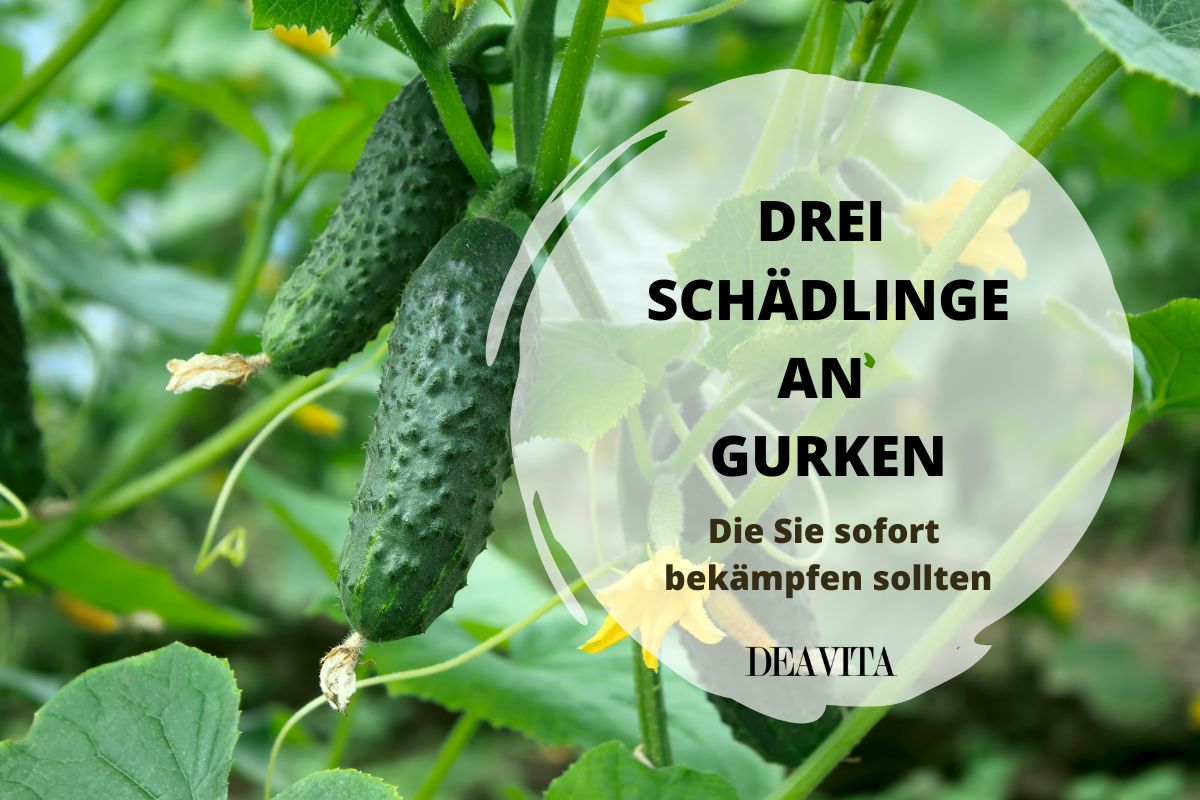 Drei Schädlinge an Gurken - schwarze Fliegen Arten