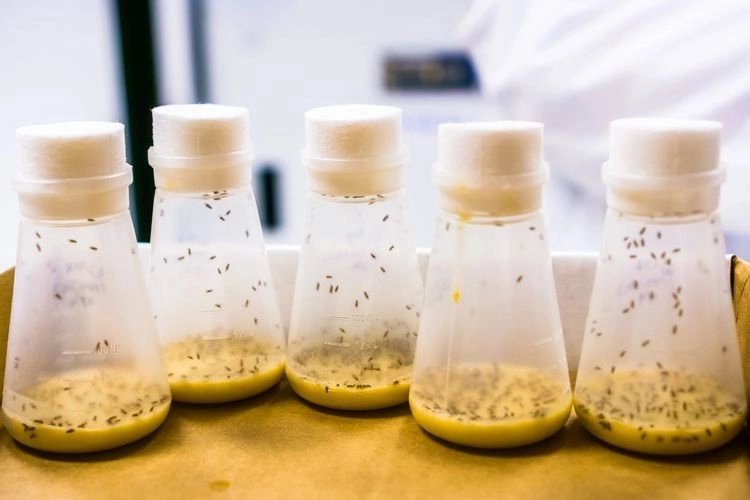 Obstfliegenfalle selber bauen - die besten Ideen für Falle mit natürlichen Mitteln