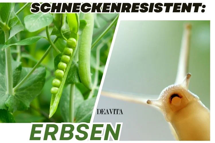 Erbsen sind schneckenreistentes Gemüse