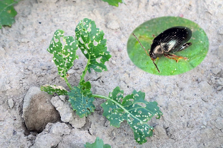 erdflöhe befall laub durchlöchert