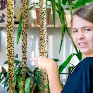 fliegenplage auf der terrasse bekämpfen