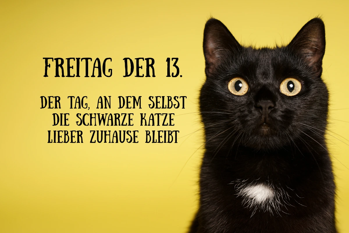 freitag der 13 der tag an dem selbst die schwarze katze lieber zuhause bleibt