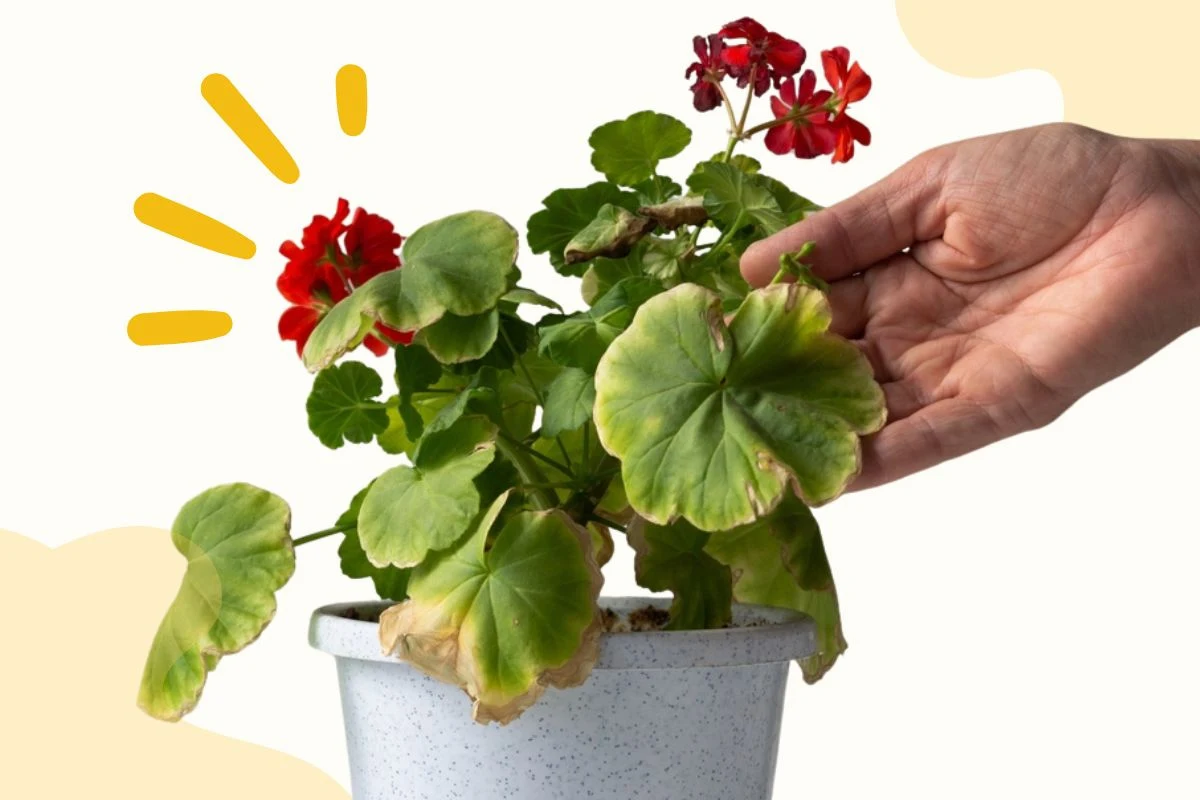 Geranien bekommen gelbe Blätter mögliche Ursachen