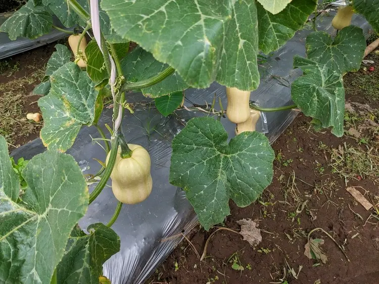 Hängende Kürbisse für einen platzsparenden Gemüseanbau