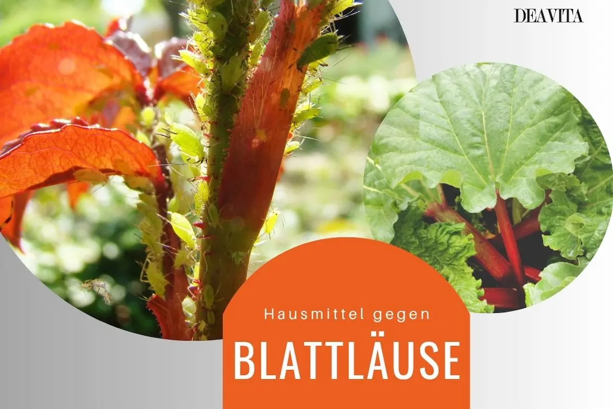 Hausmittel gegen Blattläuse wie Rhabarberblätter helfen