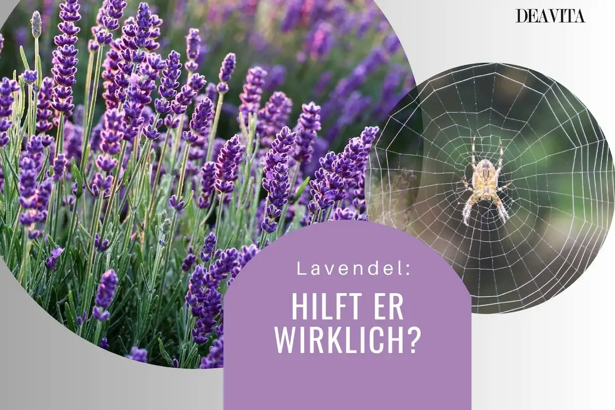 Hausmittel gegen Spinnen - ist Lavendel wirklich wirksam