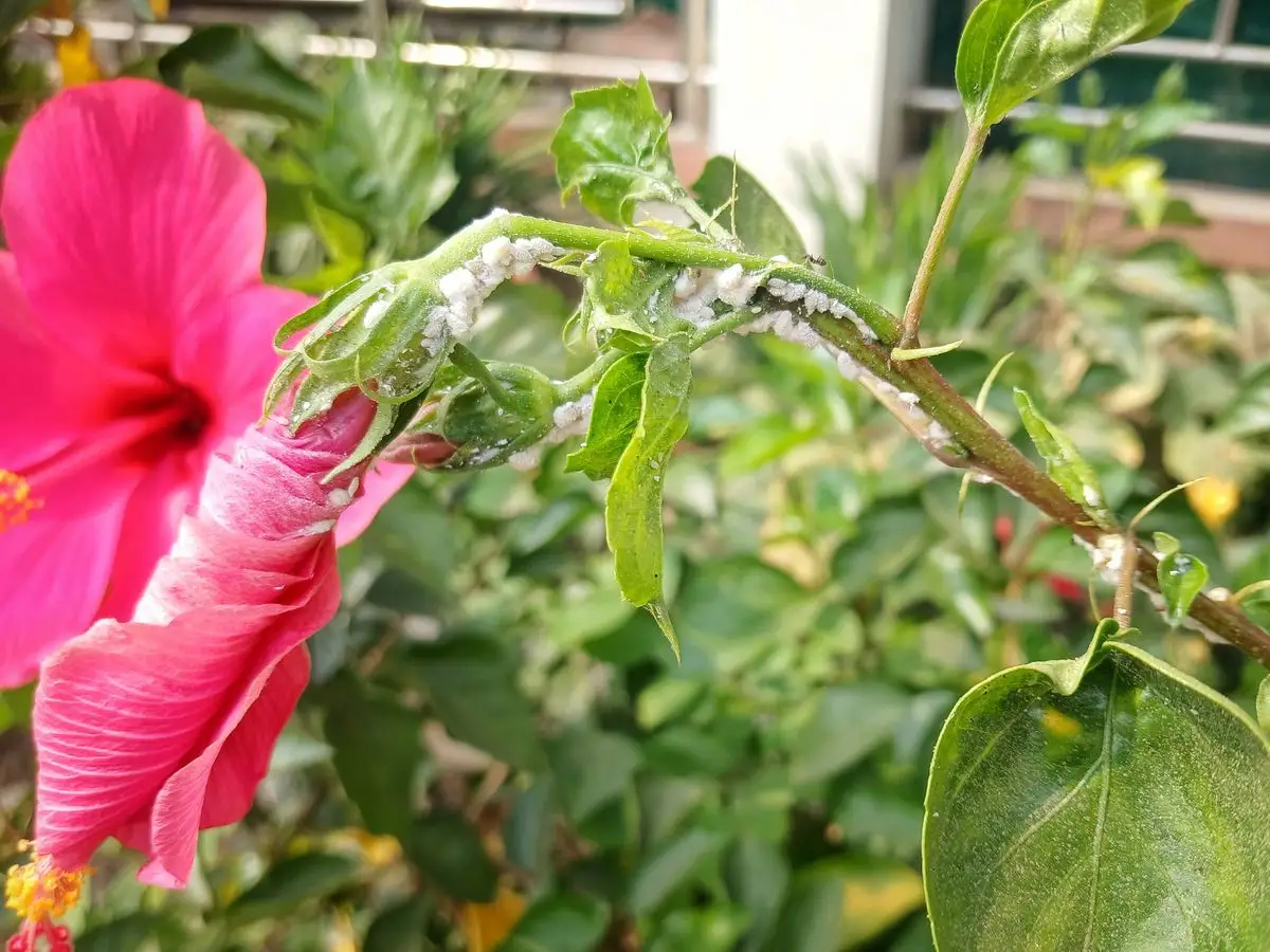 hibiskus schädlinge tipps und bilder, wie sie sie erkennen und bekämpfen können!