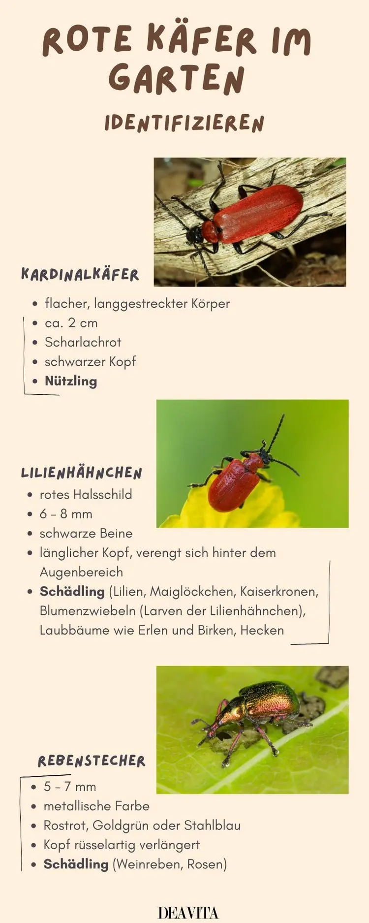 Infografik zu Feuerkäfer, Lilienhähnchen und Rebenstecher