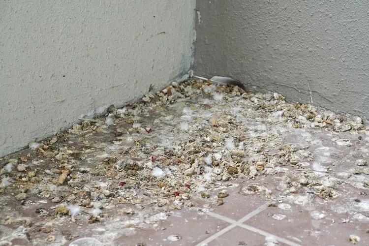 ist taubenkot für menschen gefährlich