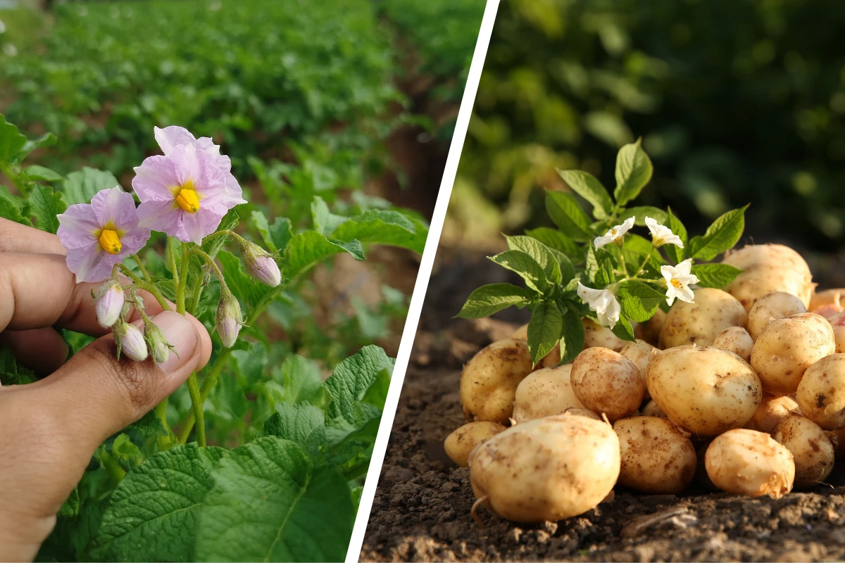kartoffelblüten entfernen lohnt sich das