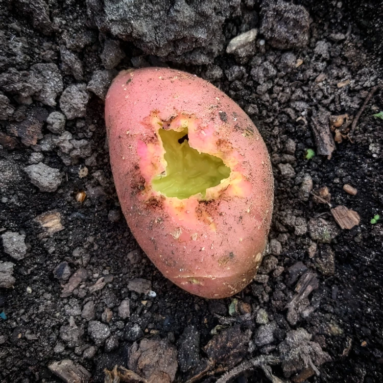 kartoffeln von innen gegessen von maulwurfsgrille