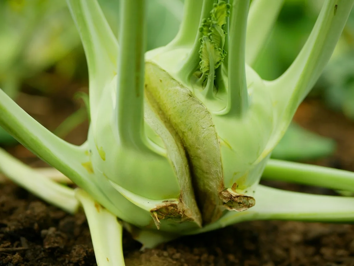 Kohlrabi platzt auf was kann man tun