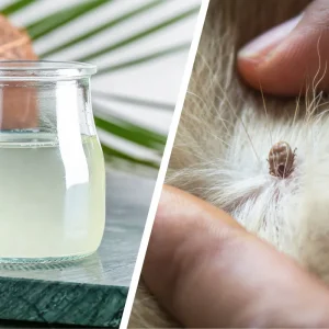 kokosöl gegen zecken bei hund