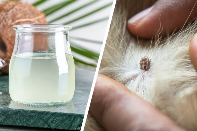 kokosöl gegen zecken bei hund