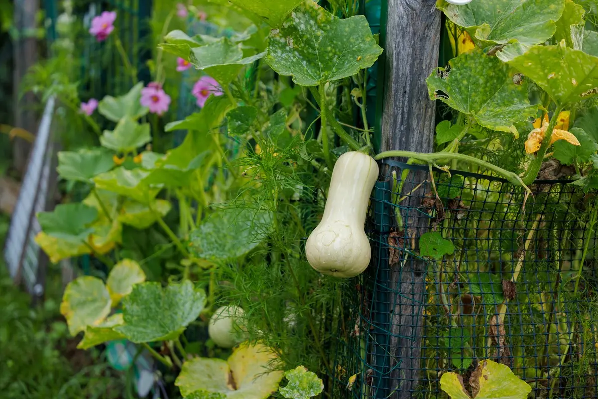 Kürbis hochbinden für gesunde Pflanzen und Früchte