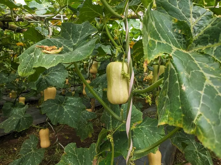 Kürbis hochbinden im kleinen Garten und Topf