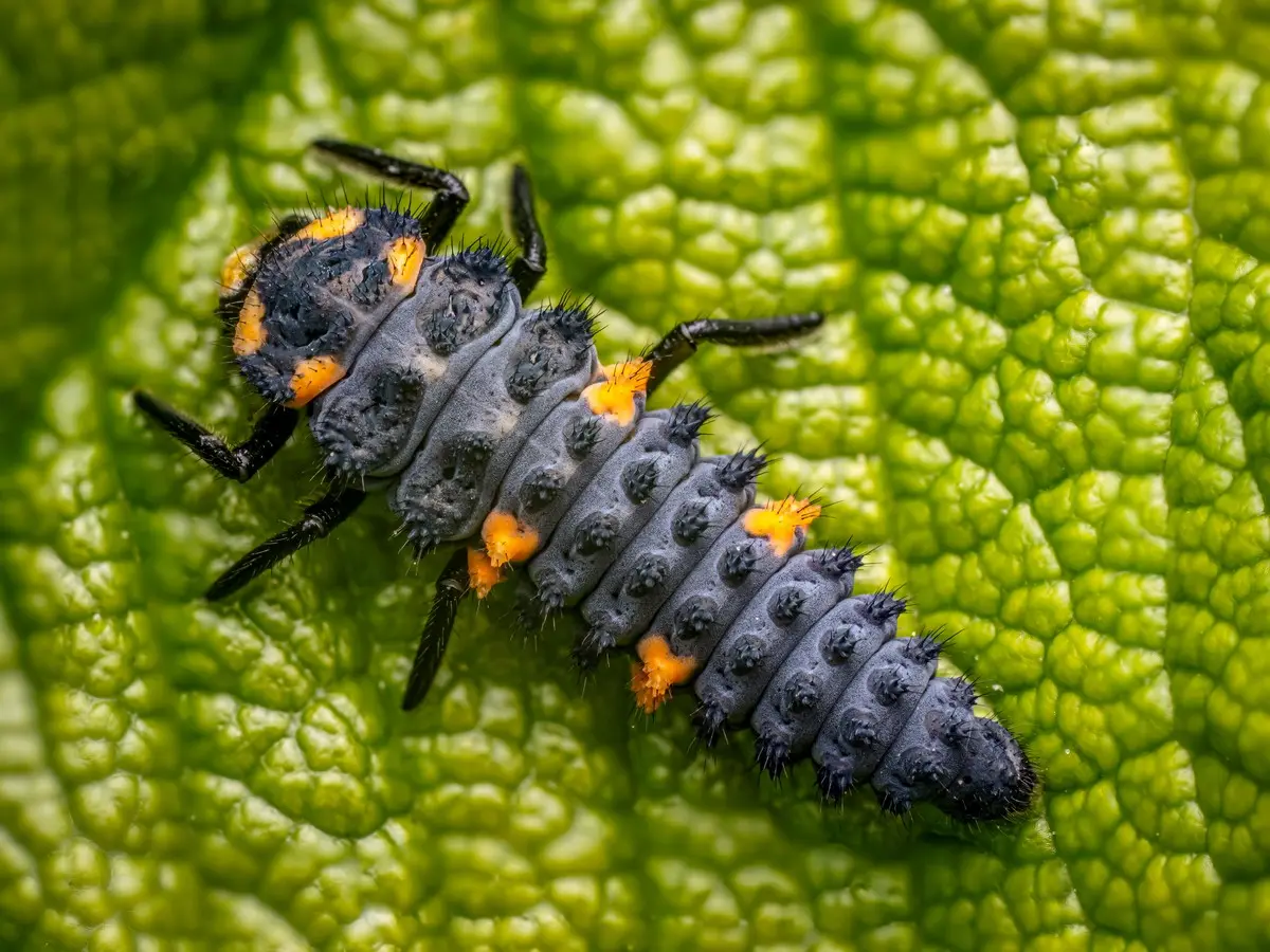 Larven von Marienkäfern erkennen, schützen und als Nützling züchten