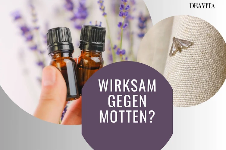 Lavendel gegen Motten verwenden die Insekten vertreiben