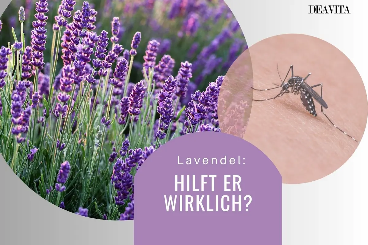 Lavendel gegen Mücken verwenden