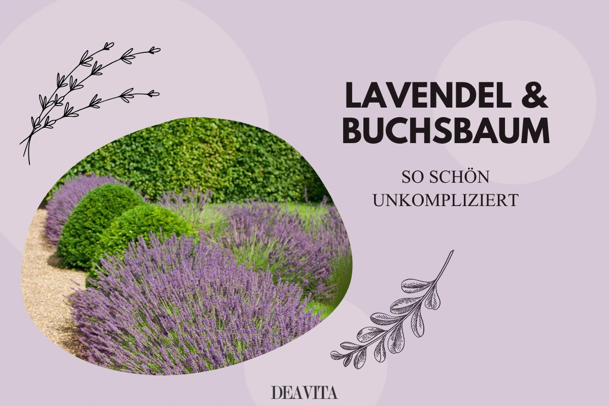lavendel und buchsbaum so schön unkompliziert