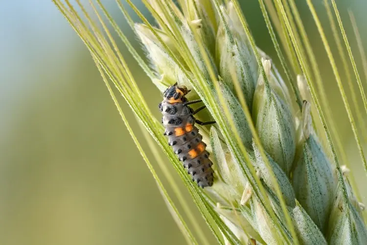 Marienkäferlarven richtig züchten und im Garten frei lassen