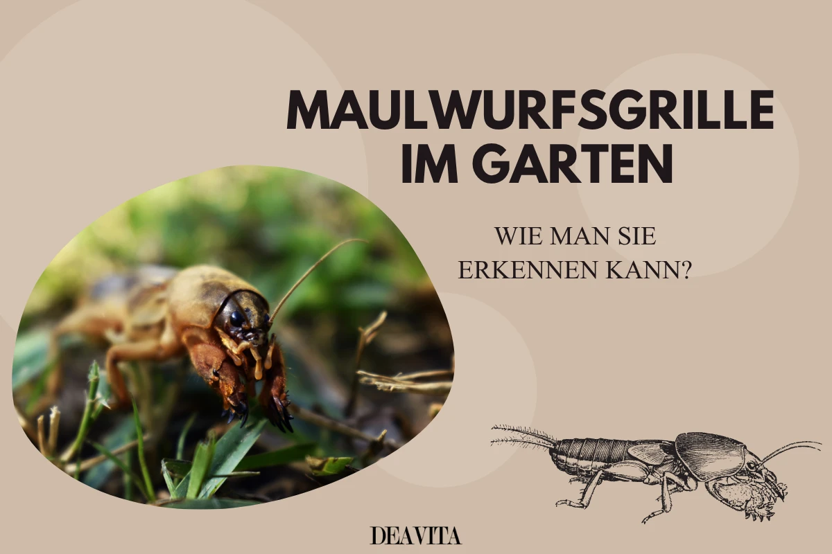 maulwurfsgrille im garten