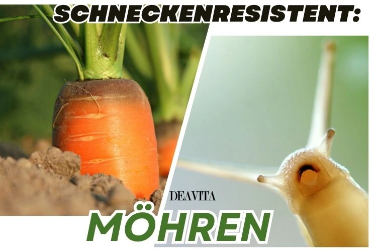 Möhren brauchen keinen Schneckenschutz